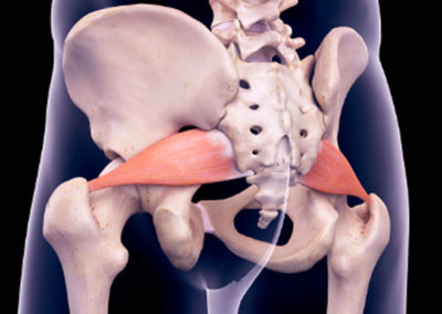 What Is The Piriformis Muscle?