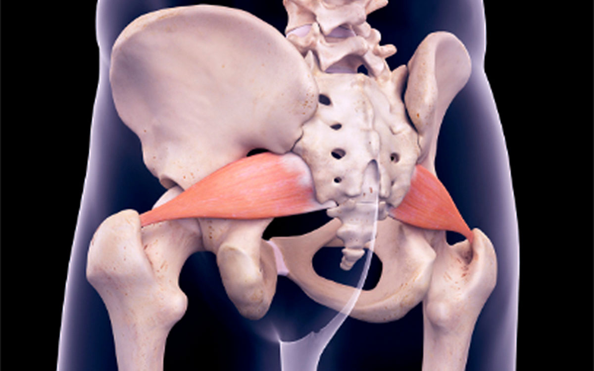 Medical illustration of the Piriformis Muscle. Why does it hurt so much?